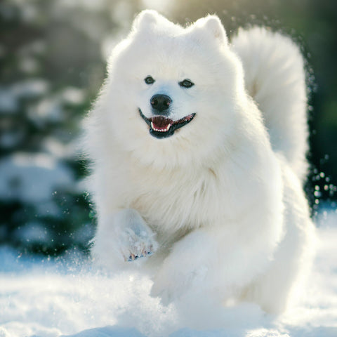 Broschürenkalender Hunde 2026, 30 x 30 cm