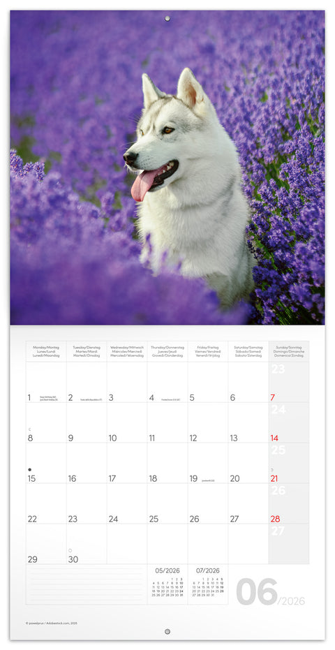 Broschürenkalender Hunde 2026, 30 x 30 cm