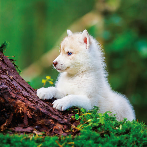 Broschürenkalender Welpen 2026, 30 x 30 cm