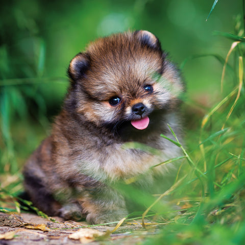 Broschürenkalender Welpen 2026, 30 x 30 cm