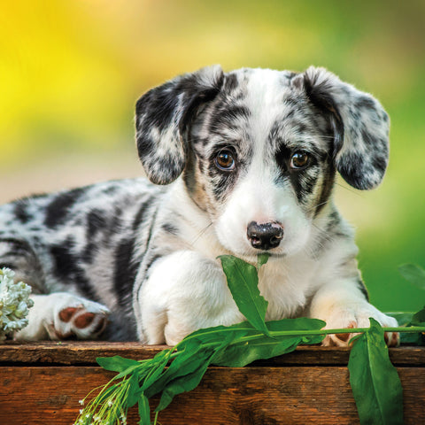 Broschürenkalender Welpen 2026, 30 x 30 cm