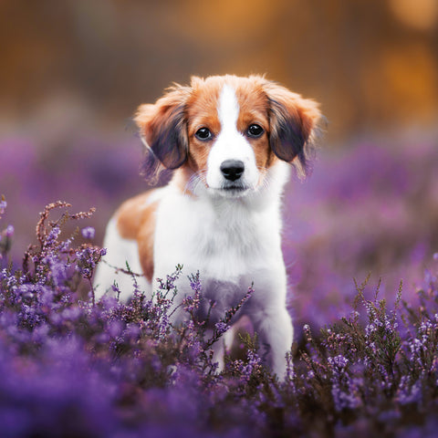 Broschürenkalender Welpen 2026, 30 x 30 cm