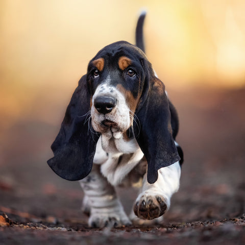 Broschürenkalender Welpen 2026, 30 x 30 cm