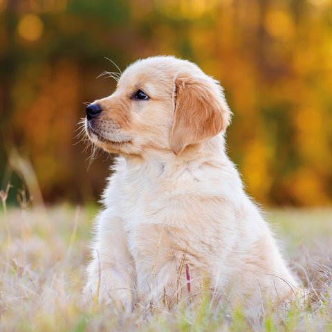 Broschürenkalender Welpen 2026, 30 x 30 cm