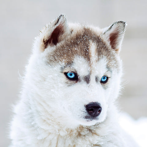 Broschürenkalender Welpen 2026, 30 x 30 cm