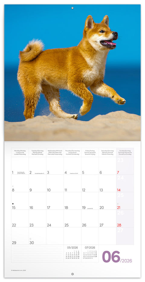 Broschürenkalender Welpen 2026, 30 x 30 cm