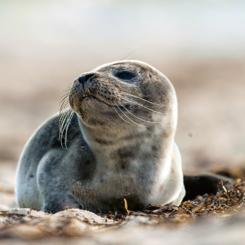 Broschürenkalender Jungtiere 2026, 30 x 30 cm