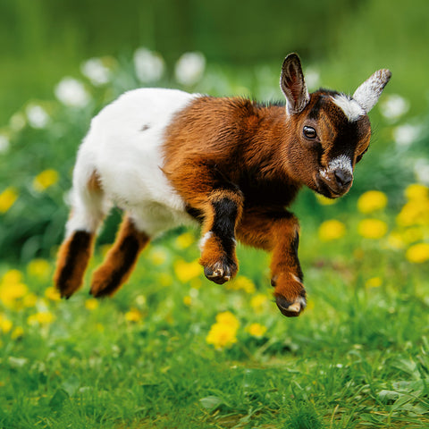 Broschürenkalender Jungtiere 2026, 30 x 30 cm