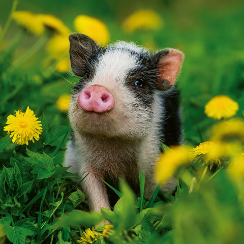 Broschürenkalender Jungtiere 2026, 30 x 30 cm