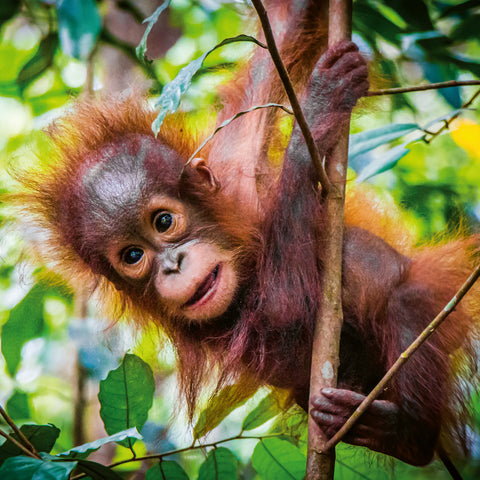 Broschürenkalender Jungtiere 2026, 30 x 30 cm