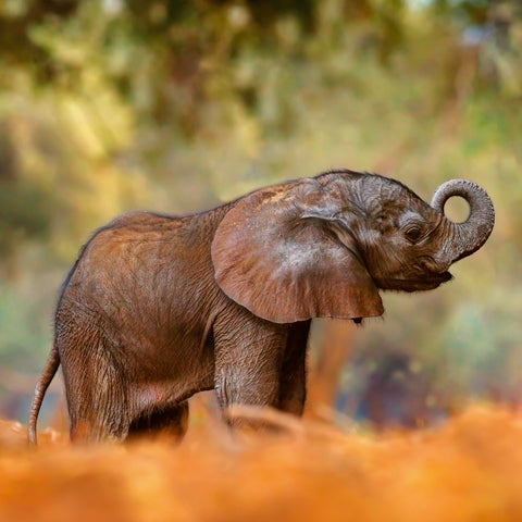 Broschürenkalender Jungtiere 2026, 30 x 30 cm