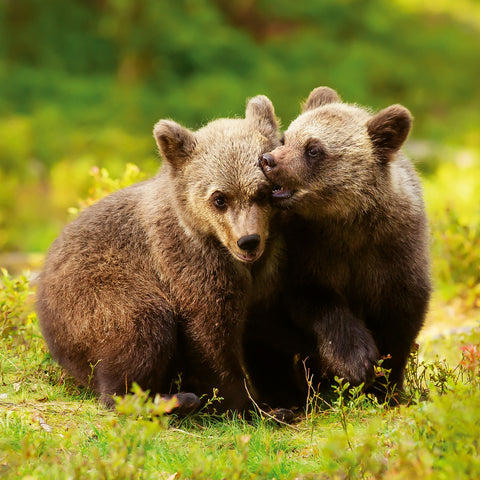 Broschürenkalender Jungtiere 2026, 30 x 30 cm