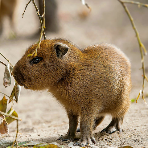 Broschürenkalender Jungtiere 2026, 30 x 30 cm