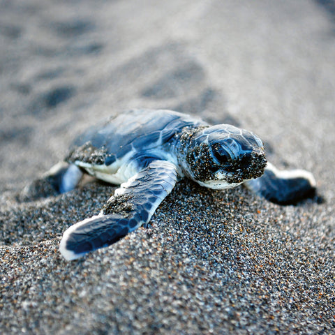 Broschürenkalender Jungtiere 2026, 30 x 30 cm