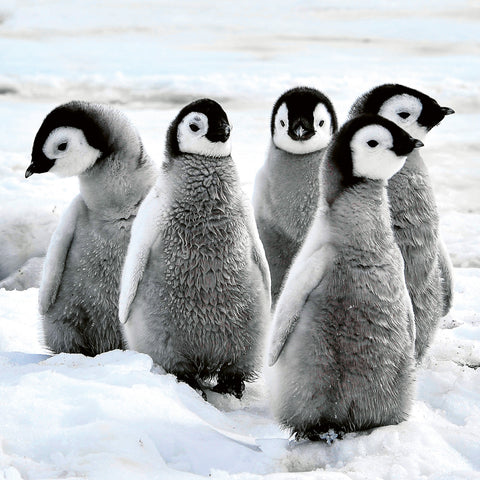 Broschürenkalender Jungtiere 2026, 30 x 30 cm