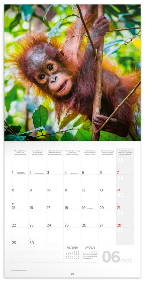 Broschürenkalender Jungtiere 2026, 30 x 30 cm