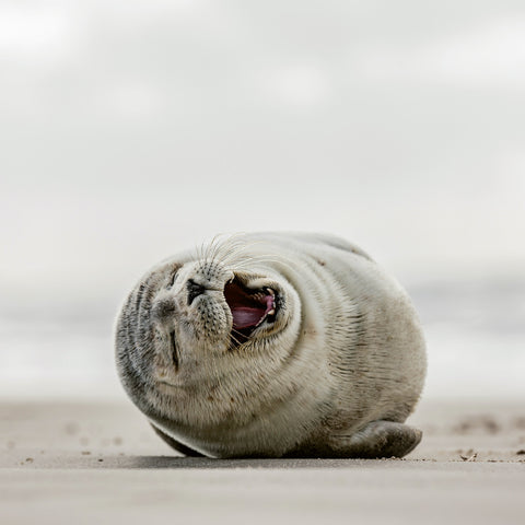 Broschürenkalender Bitte lächeln 2026, 30 x 30 cm