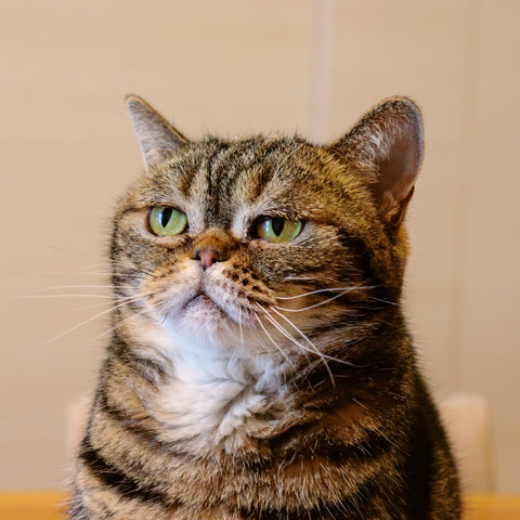 Broschürenkalender Bitte lächeln 2026, 30 x 30 cm