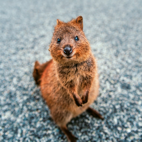 Broschürenkalender Bitte lächeln 2026, 30 x 30 cm