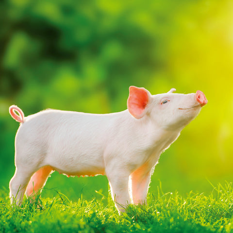 Broschürenkalender Bitte lächeln 2026, 30 x 30 cm