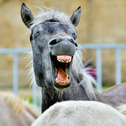 Broschürenkalender Bitte lächeln 2026, 30 x 30 cm