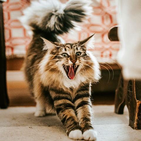 Broschürenkalender Bitte lächeln 2026, 30 x 30 cm