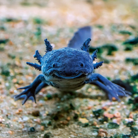 Broschürenkalender Bitte lächeln 2026, 30 x 30 cm