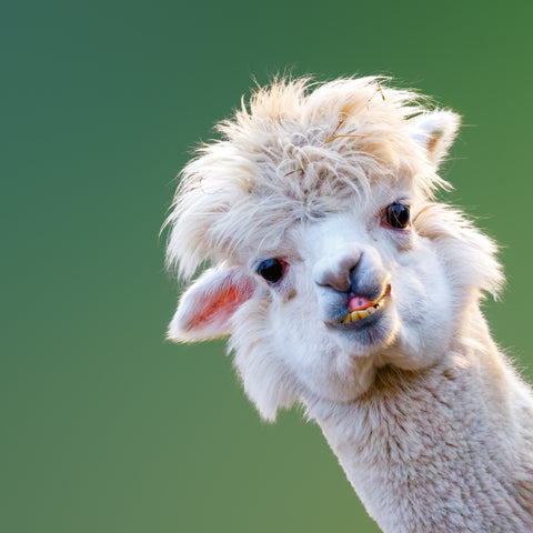 Broschürenkalender Bitte lächeln 2026, 30 x 30 cm