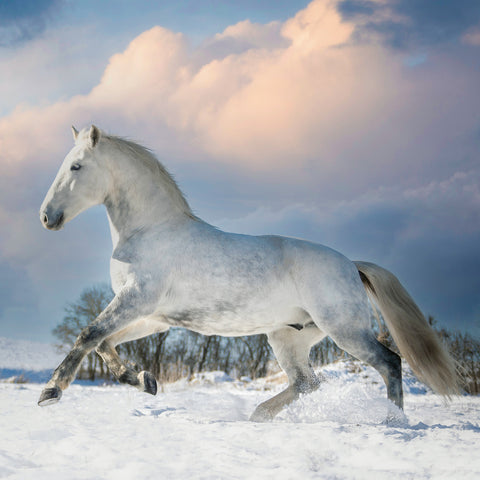 Broschürenkalender Koně – Christiane Slawik 2026, 30 x 30 cm