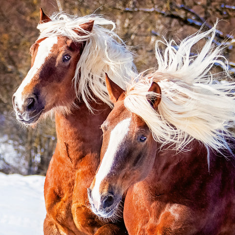 Broschürenkalender Koně – Christiane Slawik 2026, 30 x 30 cm