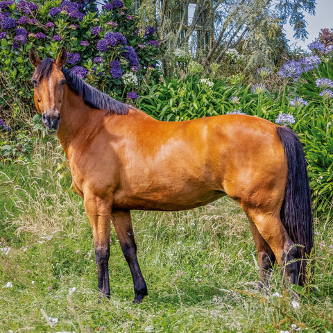 Broschürenkalender Koně – Christiane Slawik 2026, 30 x 30 cm