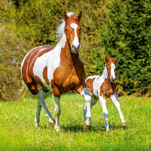 Broschürenkalender Koně – Christiane Slawik 2026, 30 x 30 cm