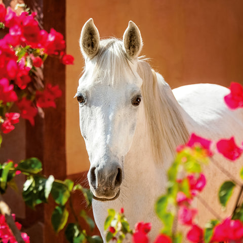 Broschürenkalender Koně – Christiane Slawik 2026, 30 x 30 cm