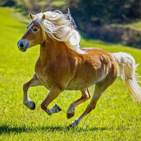 Broschürenkalender Koně – Christiane Slawik 2026, 30 x 30 cm