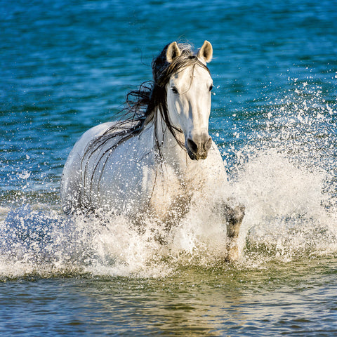 Broschürenkalender Koně – Christiane Slawik 2026, 30 x 30 cm