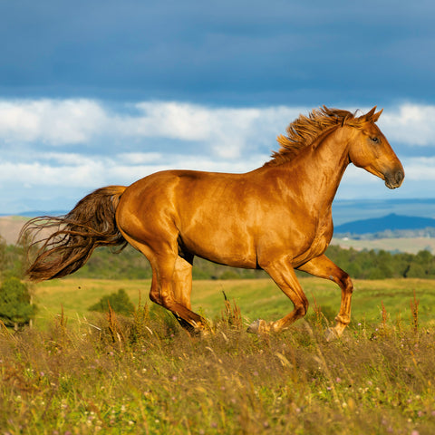 Broschürenkalender Koně – Christiane Slawik 2026, 30 x 30 cm