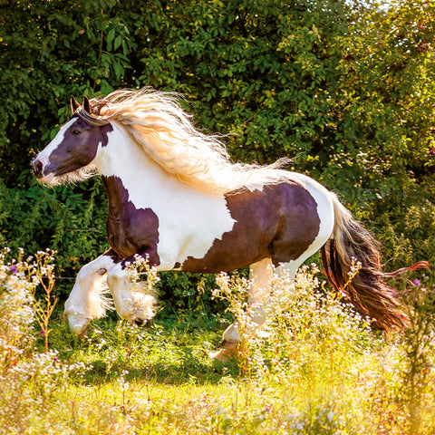 Broschürenkalender Koně – Christiane Slawik 2026, 30 x 30 cm