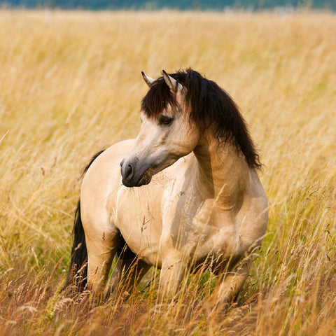 Broschürenkalender Koně – Christiane Slawik 2026, 30 x 30 cm