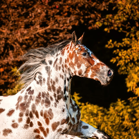 Broschürenkalender Koně – Christiane Slawik 2026, 30 x 30 cm