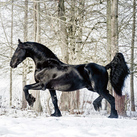 Broschürenkalender Koně – Christiane Slawik 2026, 30 x 30 cm