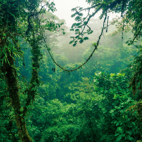 Broschürenkalender Regenwälder 2026, 30 x 30 cm