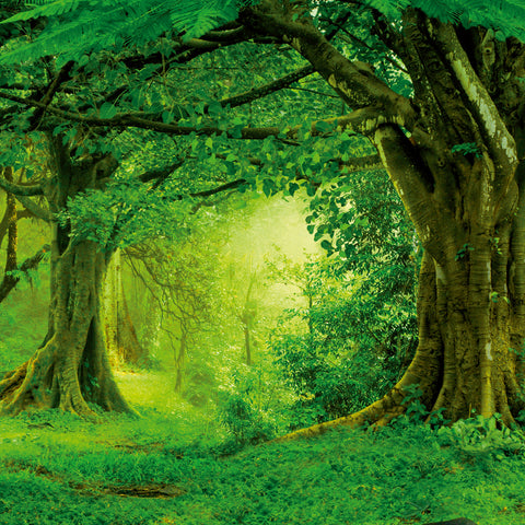 Broschürenkalender Regenwälder 2026, 30 x 30 cm