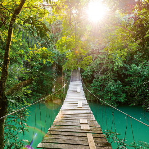 Broschürenkalender Regenwälder 2026, 30 x 30 cm