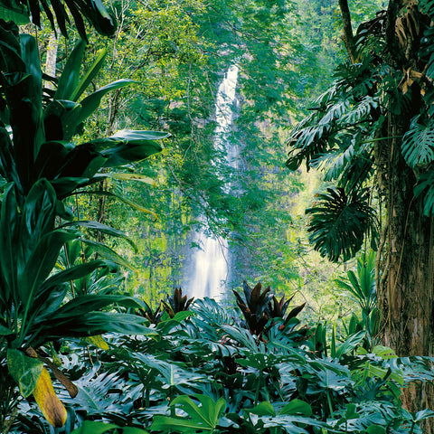 Broschürenkalender Regenwälder 2026, 30 x 30 cm