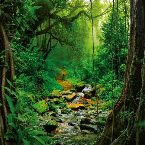 Broschürenkalender Regenwälder 2026, 30 x 30 cm