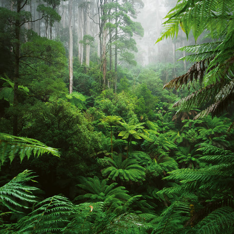 Broschürenkalender Regenwälder 2026, 30 x 30 cm