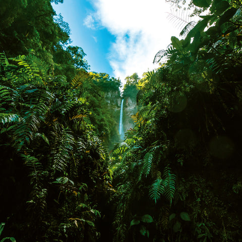 Broschürenkalender Regenwälder 2026, 30 x 30 cm