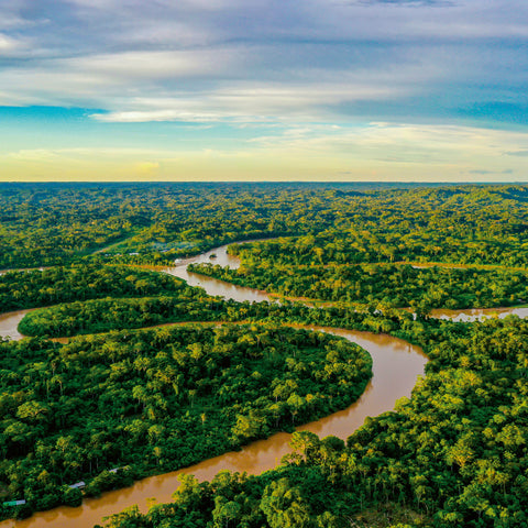 Broschürenkalender Regenwälder 2026, 30 x 30 cm