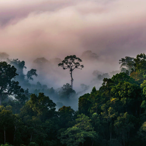 Broschürenkalender Regenwälder 2026, 30 x 30 cm