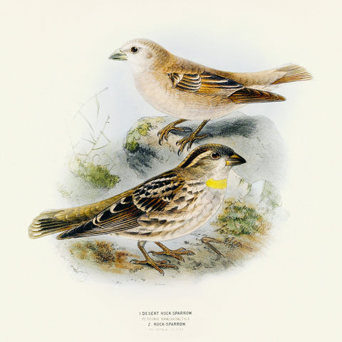 Broschürenkalender Vögelchen 2026, 30 x 30 cm